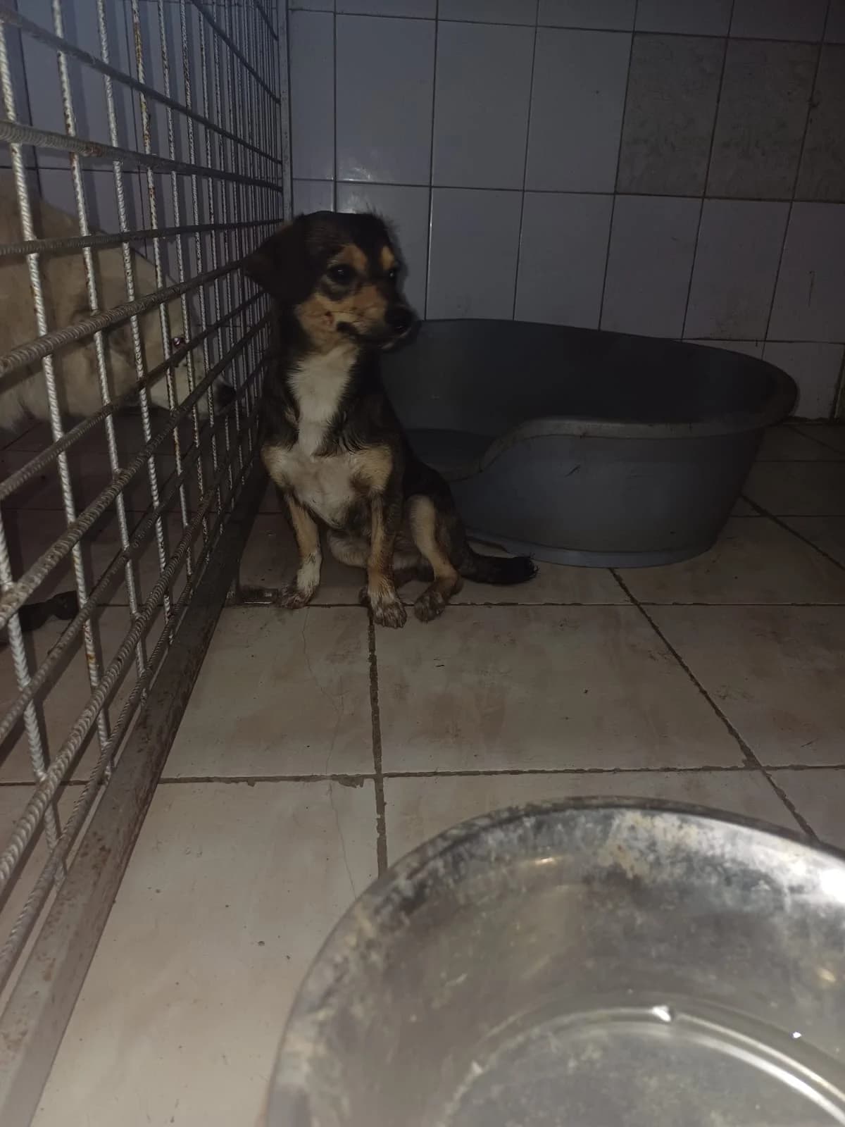 MASCUL,MIC,MARO CU GRI, Mixed Breed (Danyflor Timisoara)