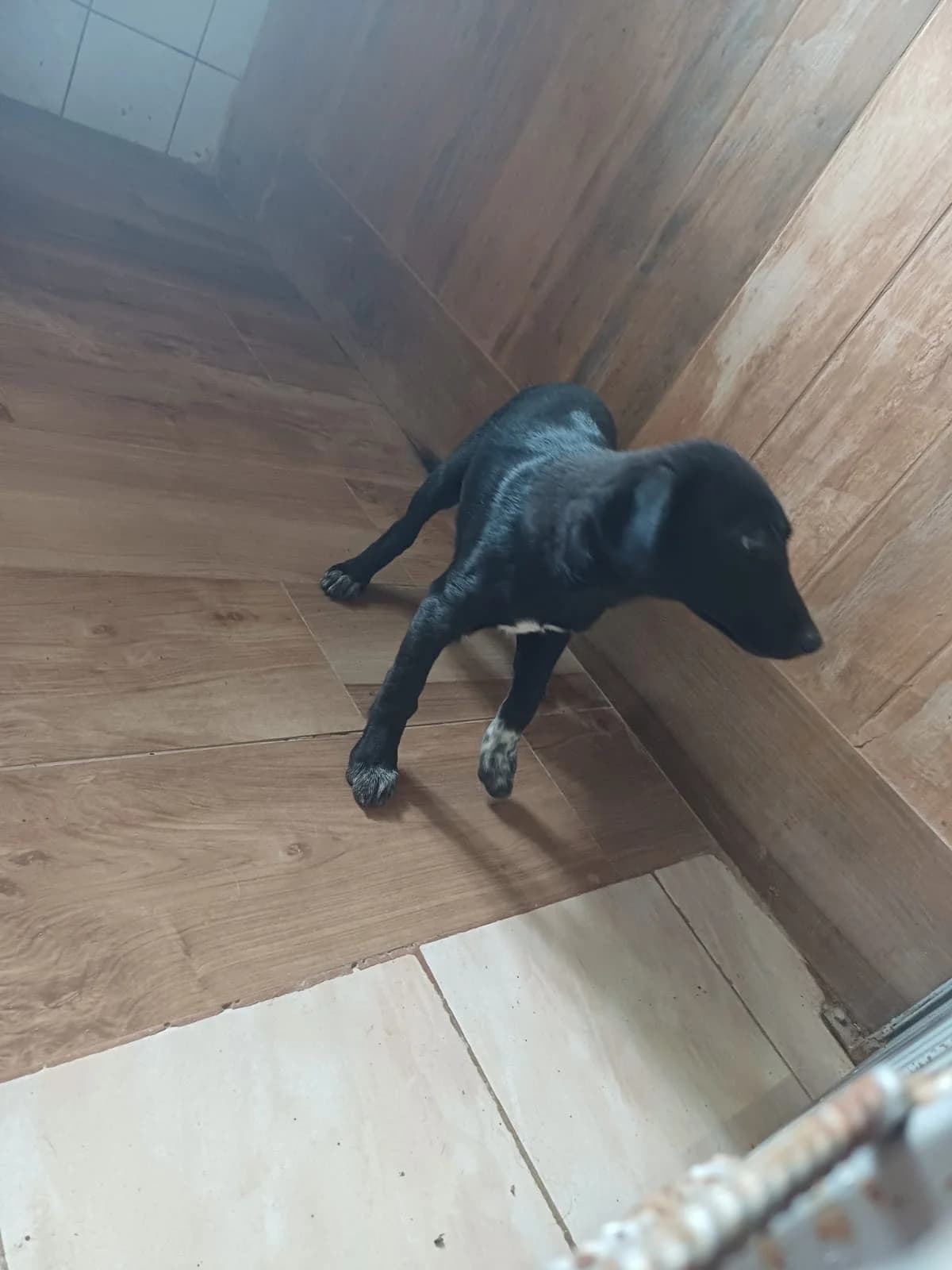 MASCUL,MIC,NEGRU, Mixed Breed (Danyflor Timisoara)