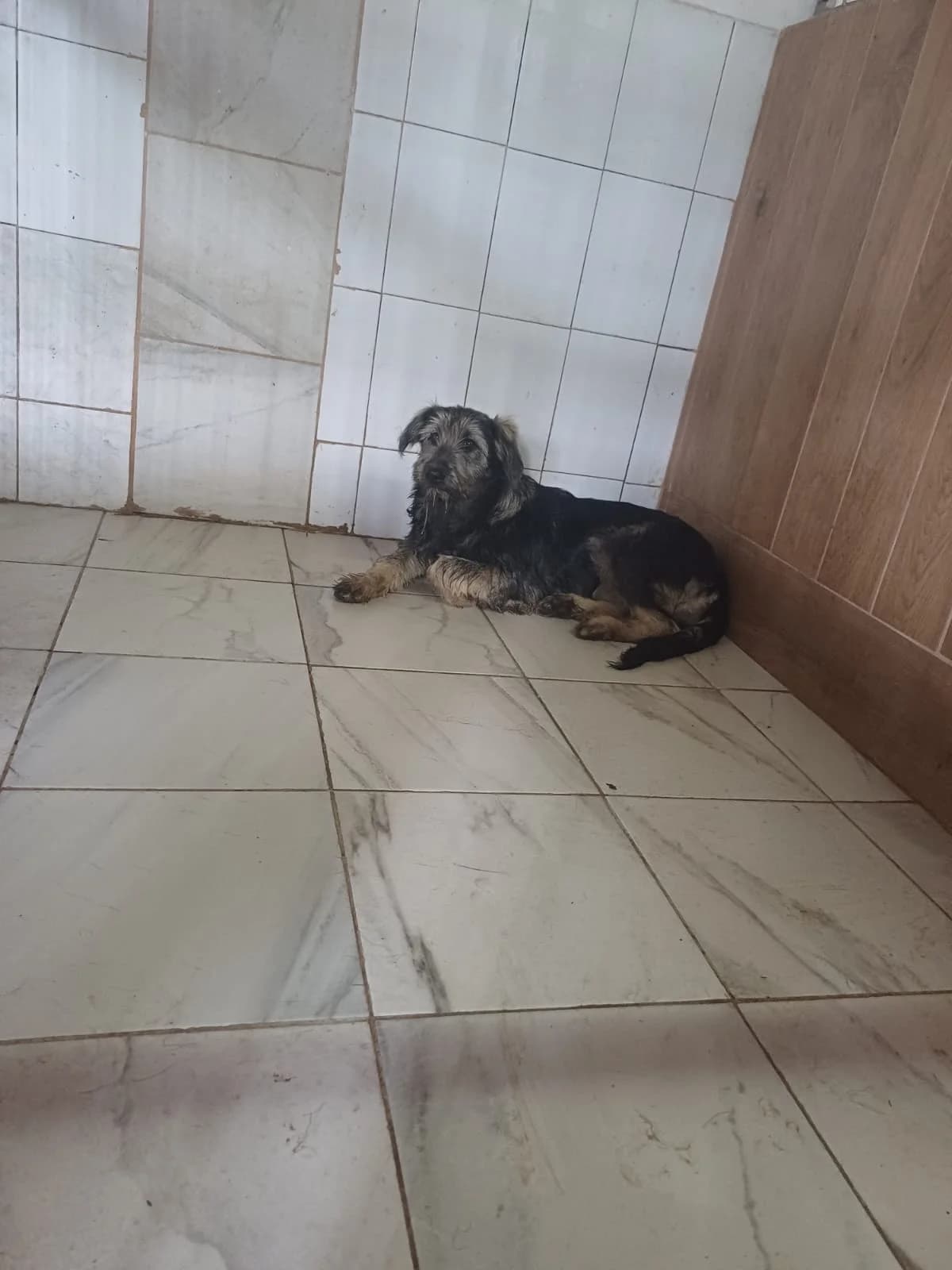 FEMELA,MEDIE,GRI, Mixed Breed (Danyflor Timisoara)