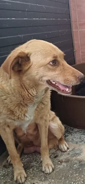FEMELA,MARE,MARO, Mixed Breed (Danyflor Timisoara)