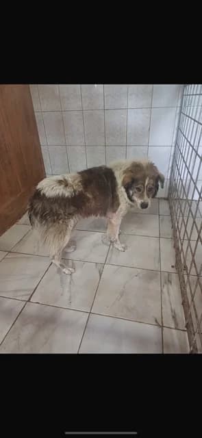 M,MARE,ALB CU MARO, Mixed Breed (Danyflor Timisoara)