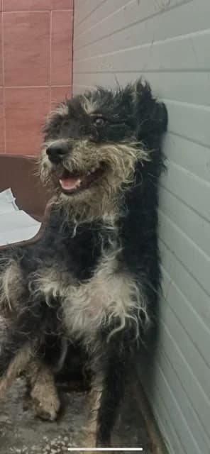 FEMELA,MEDIE,NEGRU CU MARO, Mixed Breed (Danyflor Timisoara)