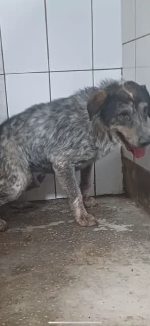 MASCUL,MARE,GRI CU NEGRU, Mixed Breed (Danyflor Timisoara)