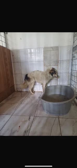 M,MEDIU,ALB CU NEGRU, Mixed Breed (Danyflor Timisoara)