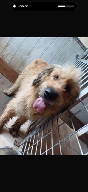 MASCUL,MARE,MARO DESCHIS, Mixed Breed (Danyflor Timisoara)