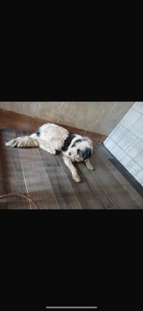 FEMELA,MARE,ALB CU NEGRU, Mixed Breed (Danyflor Timisoara)