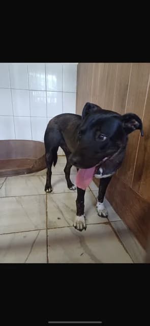 FEMELA,MARE,NEGRU CU ALB, Mixed Breed (Danyflor Timisoara)