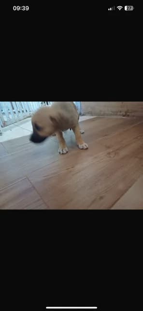 FEMELA,MICA,MARO, Mixed Breed (Danyflor Timisoara)