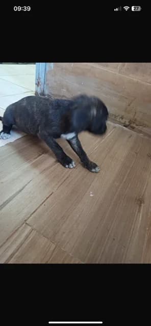 FEMELA,MICA,MARO, Mixed Breed (Danyflor Timisoara)