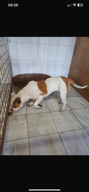 FEMELA,MARE,ALB CU MARO, Mixed Breed (Danyflor Timisoara)
