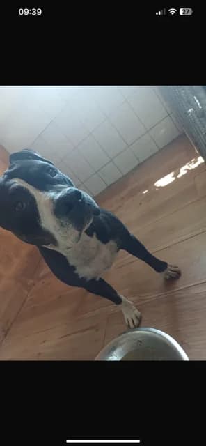 FEMELA,MARE,NEGRU CU ALB, Mixed Breed (Danyflor Timisoara)