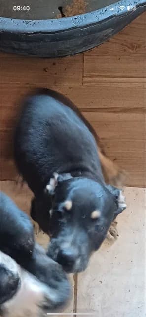 MASCUL,MIC,NEGRU, Mixed Breed (Danyflor Timisoara)