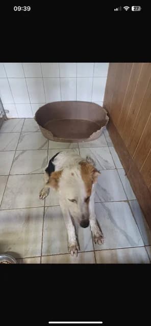 MASCUL,MARE,ALB CU NEGRU, Mixed Breed (Danyflor Timisoara)