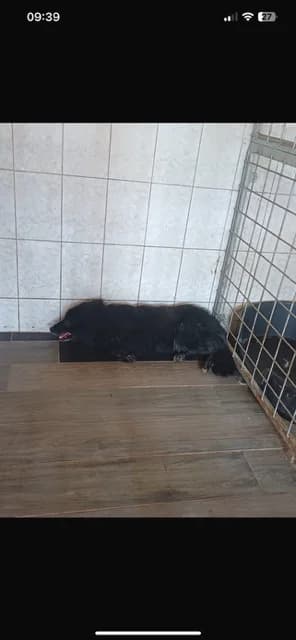 MASCUL,MARE,NEGRU, Mixed Breed (Danyflor Timisoara)