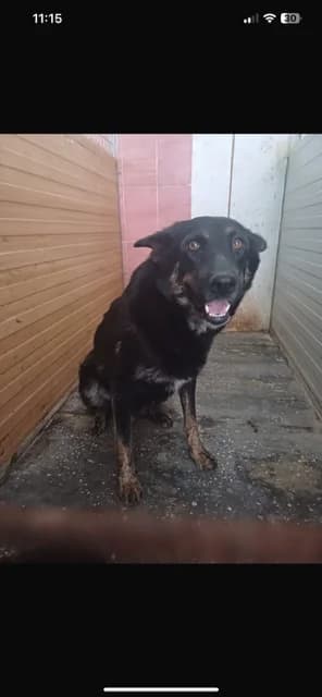 FEMELA,MARE,NEGRU CU MARO, Mixed Breed (Danyflor Timisoara)