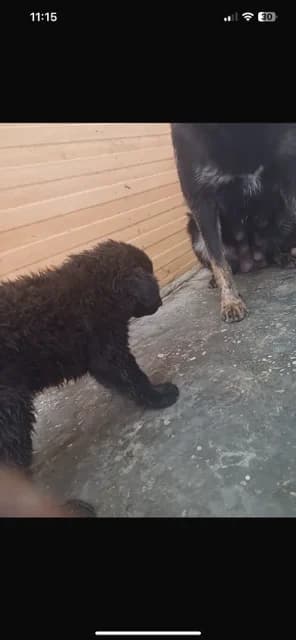 FEMELA,MICA,NEAGRA, Mixed Breed (Danyflor Timisoara)