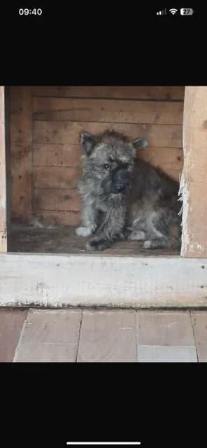 MASCUL,MEDIU,MARO LATOS, Mixed Breed (Danyflor Timisoara)