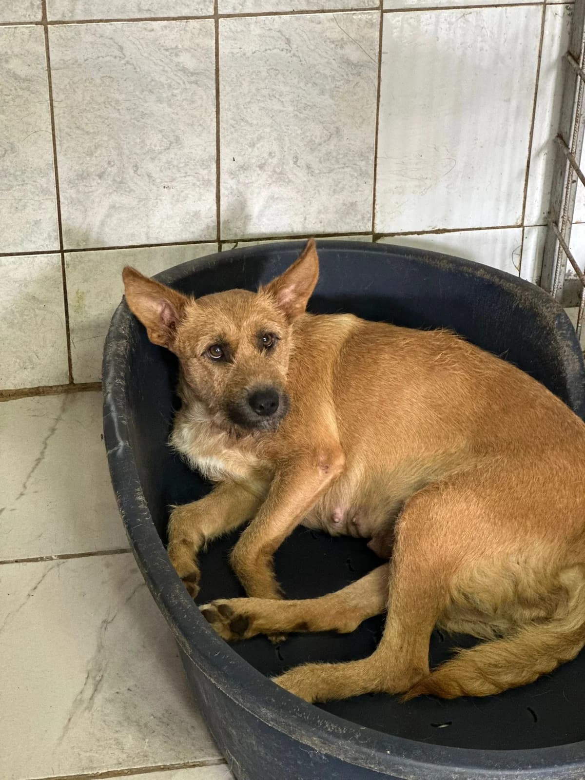 FEMELA , TALIE MEDIE, Mixed Breed (Danyflor Timisoara)