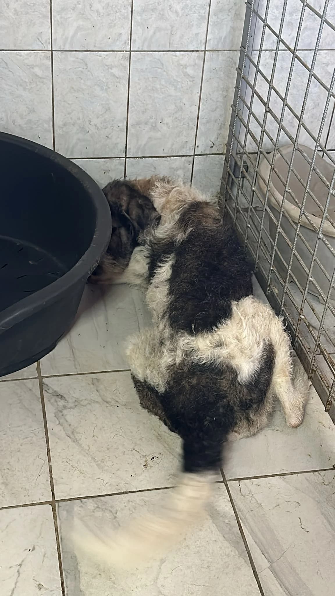 FEMELA, TALIE MEDIE, Mixed Breed (Danyflor Timisoara)