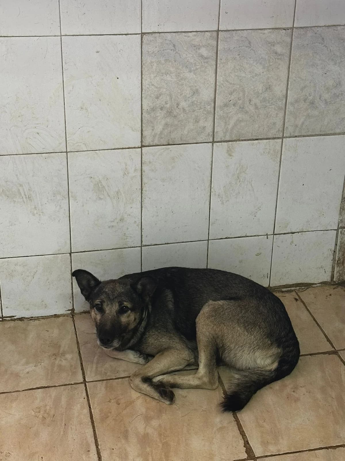MASCUL, TALIE MEDIE, Mixed Breed (Danyflor Timisoara)