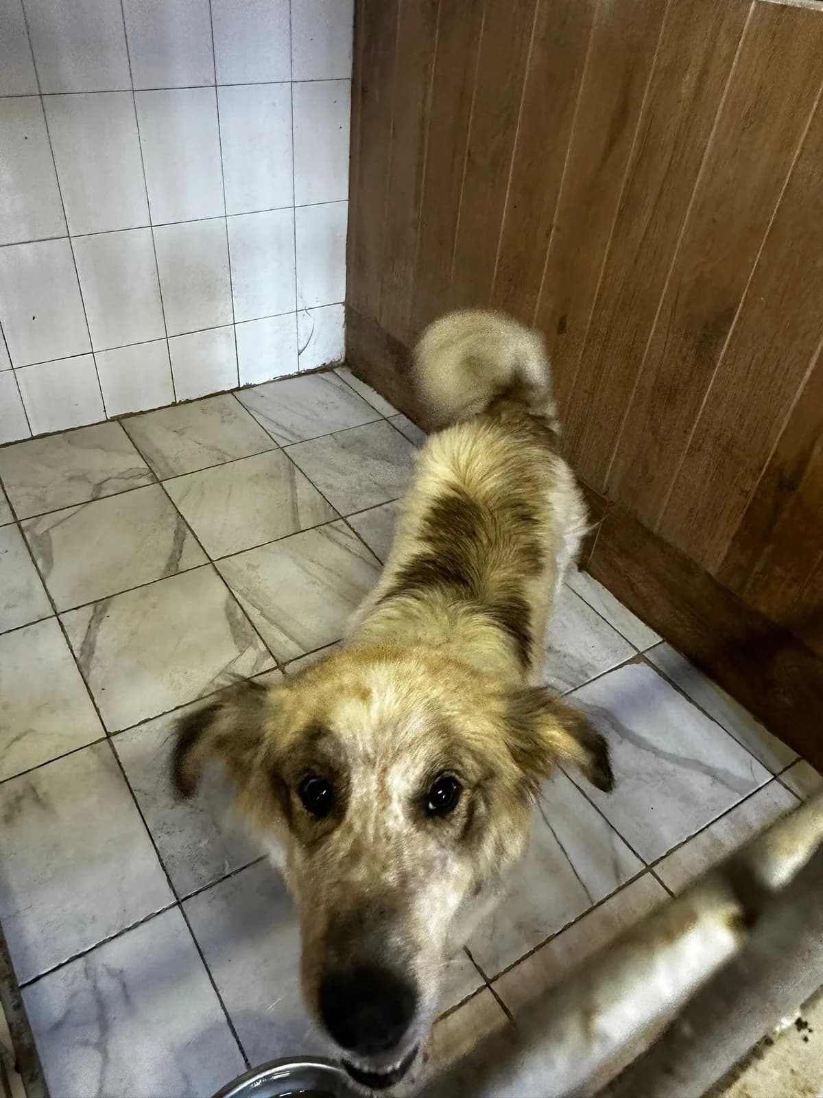 MASCUL, TALIE MARE, Mixed Breed (Danyflor Timisoara)