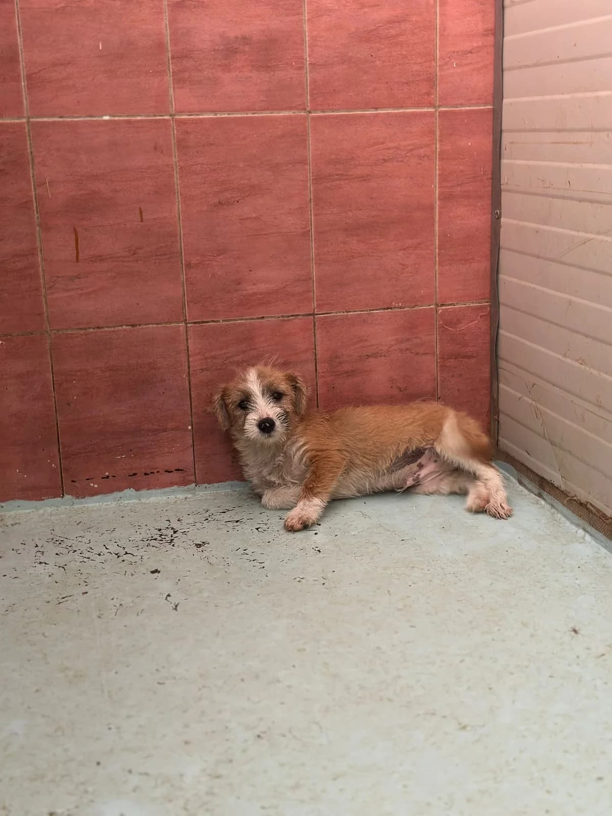 MASCUL, MARO CU ALB, Mixed Breed (Danyflor Timisoara)