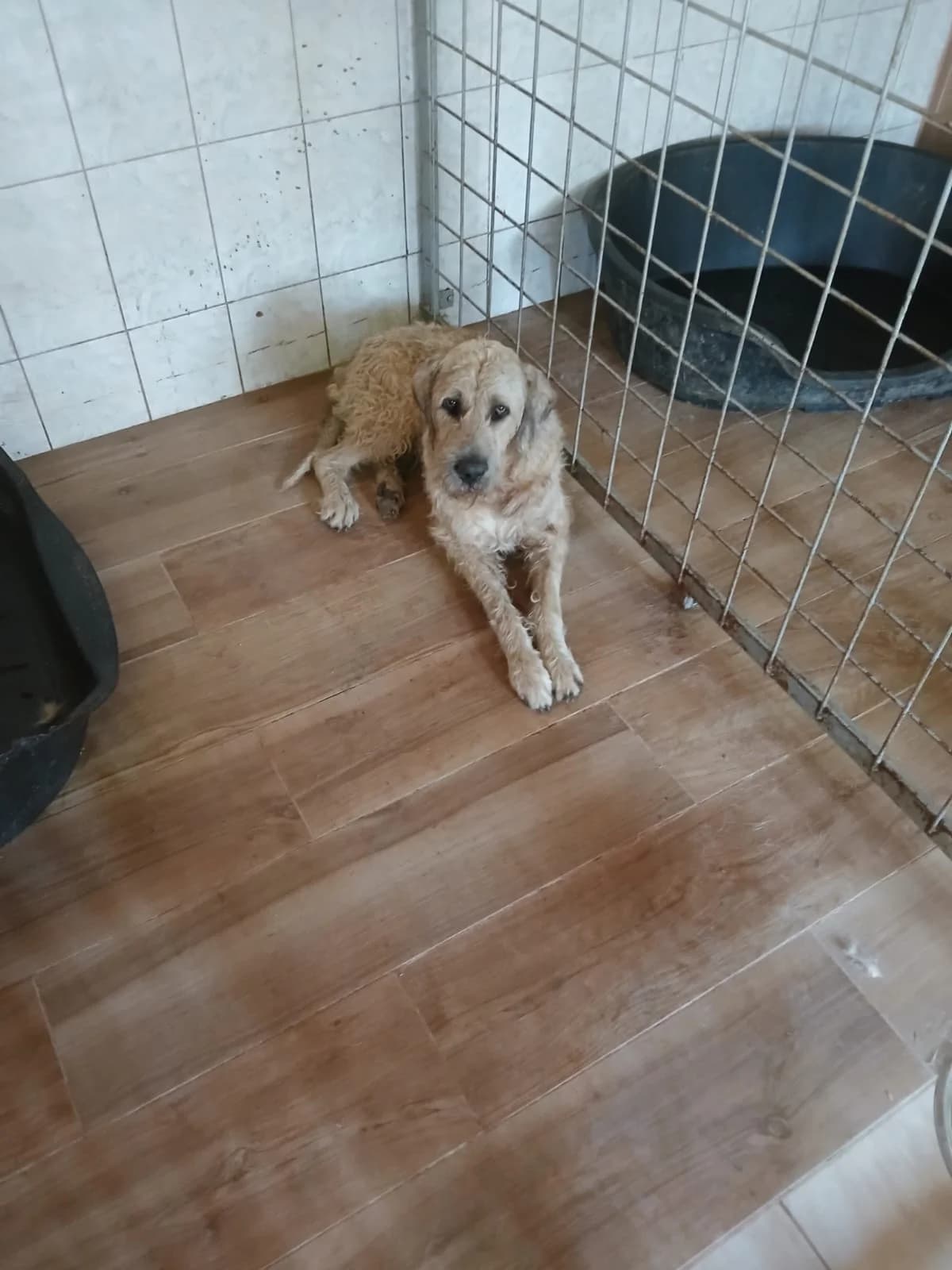 MASCUL, CREM, Mixed Breed (Danyflor Timisoara)
