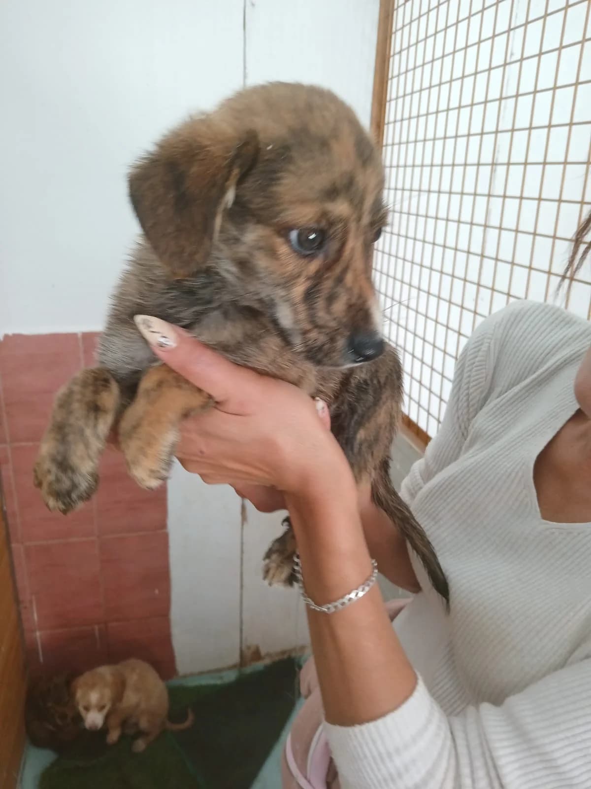 MASCUL, Mixed Breed (Danyflor Timisoara)
