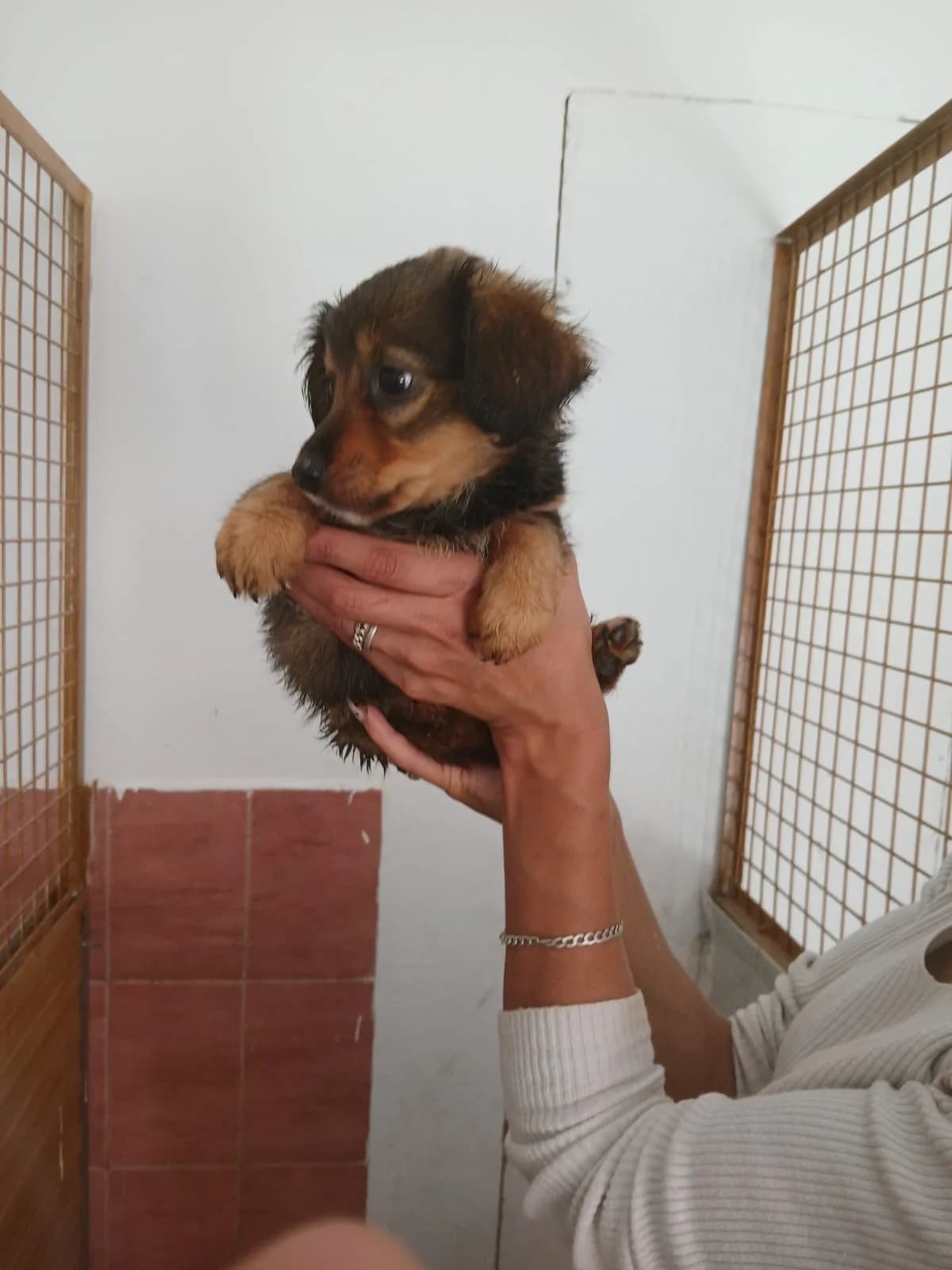 FEMELĂ, Mixed Breed (Danyflor Timisoara)