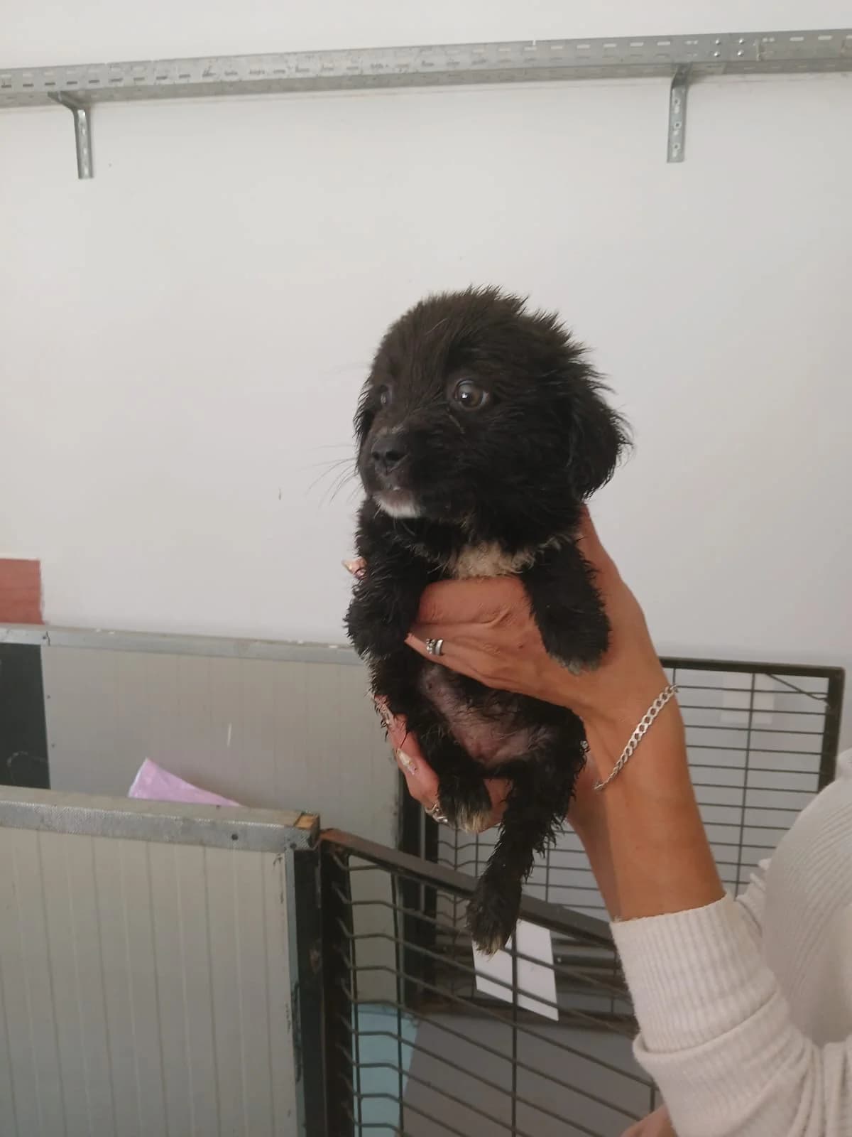 FEMELĂ, Mixed Breed (Danyflor Timisoara)