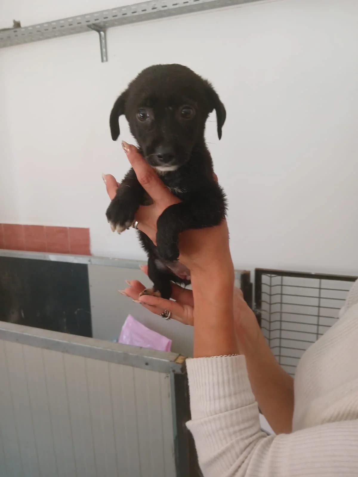 FEMELA, CULOARE NEGRU, Mixed Breed (Danyflor Timisoara)