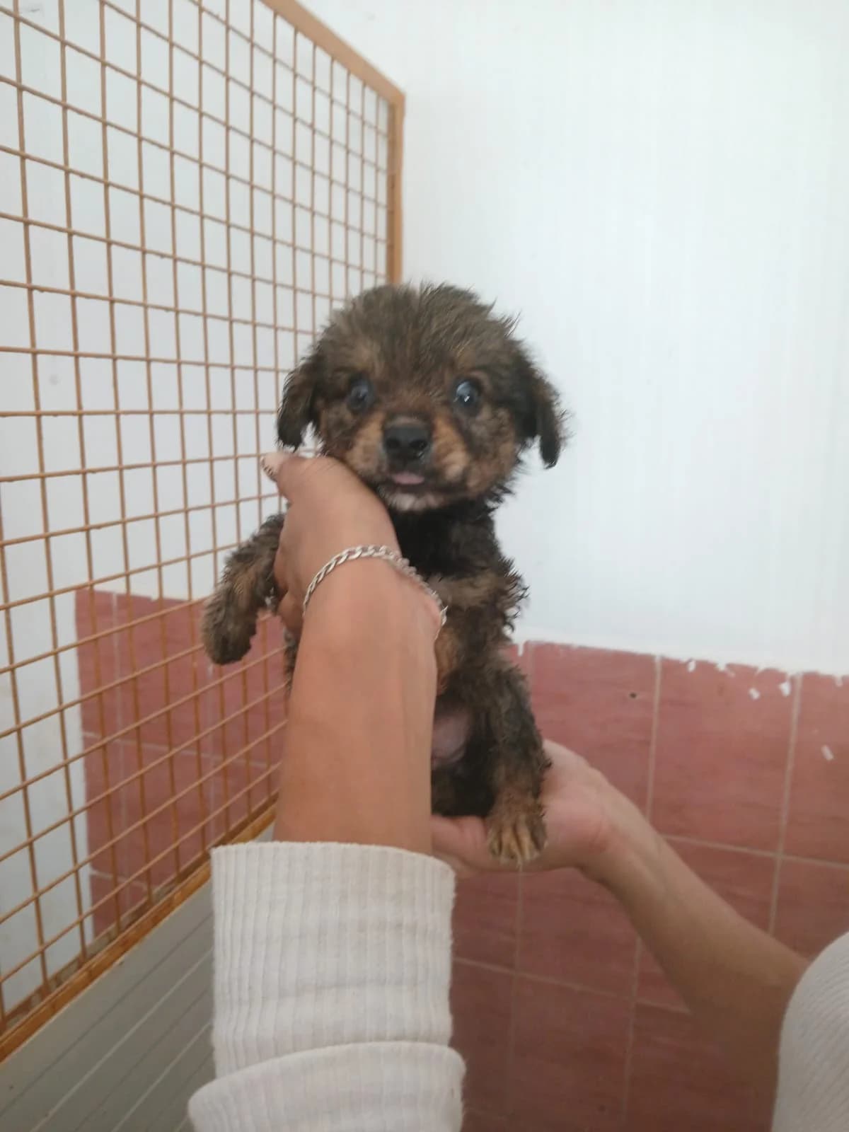 MASCUL, MARO, Mixed Breed (Danyflor Timisoara)