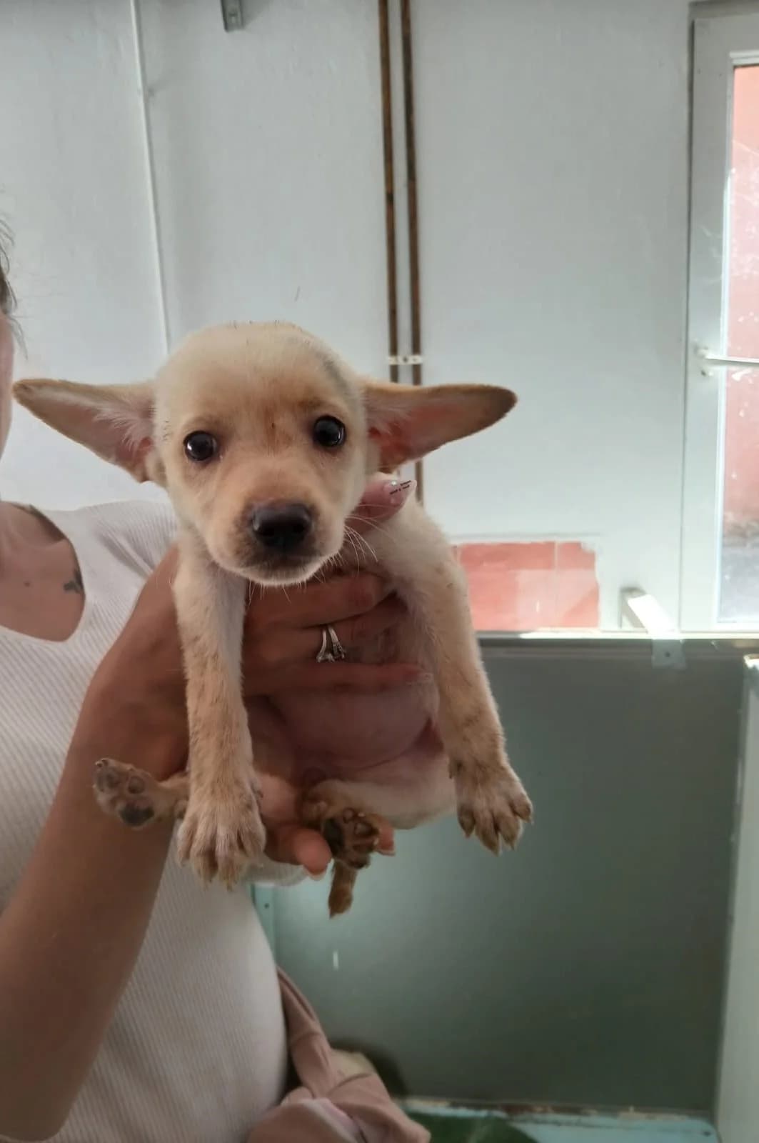 FEMELA, CREM, Mixed Breed (Danyflor Timisoara)