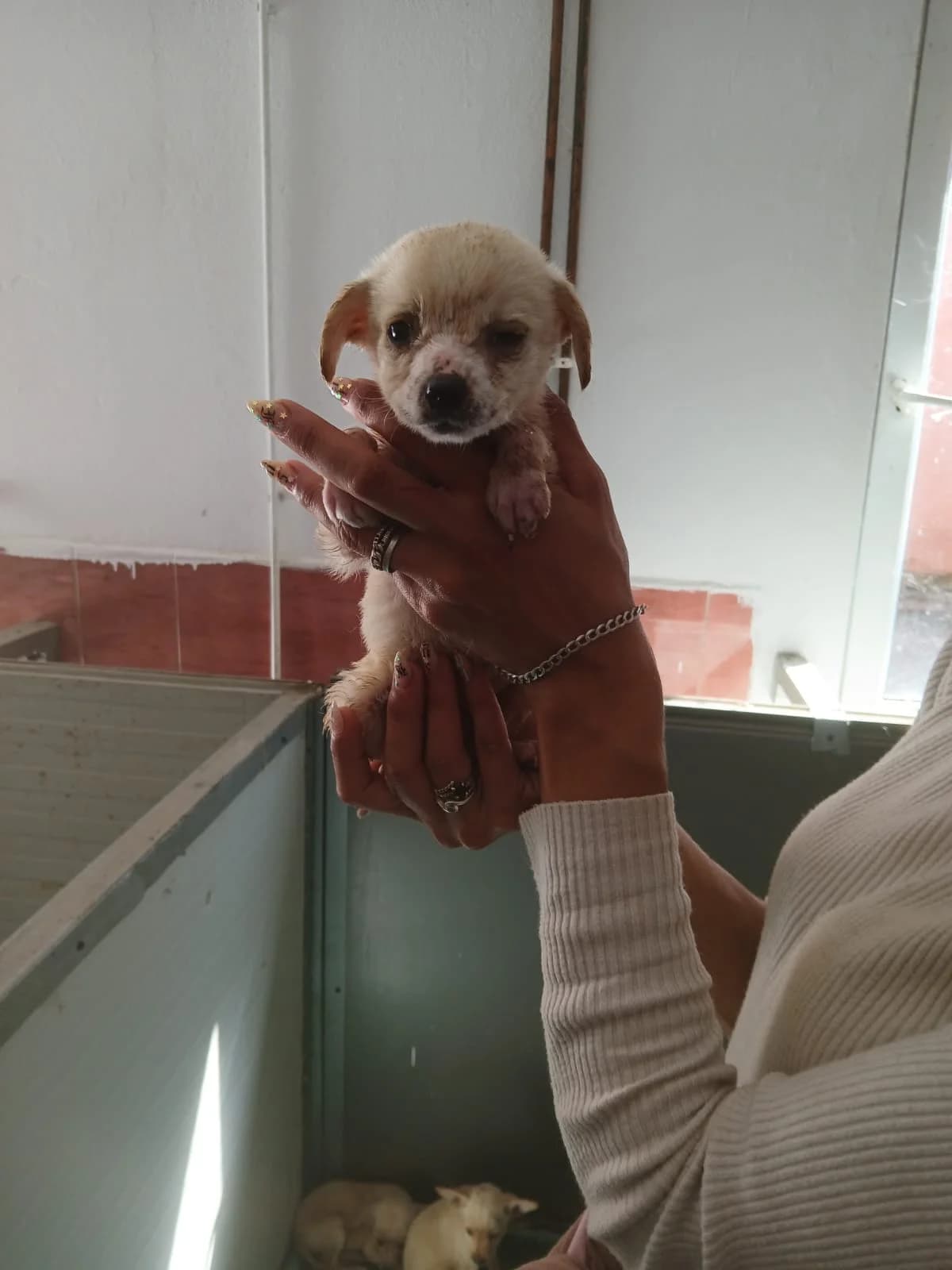 FEMELĂ, Mixed Breed (Danyflor Timisoara)