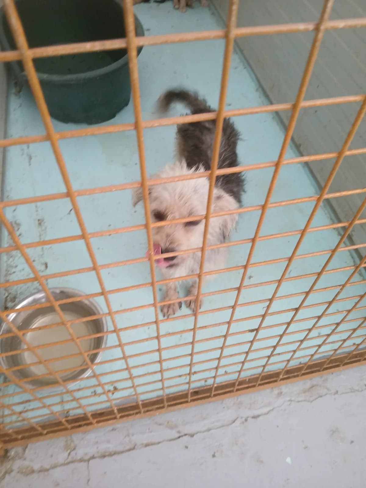 FEMELĂ, TALIE MICĂ, ALB CU MARO, Mixed Breed (Danyflor Timisoara)