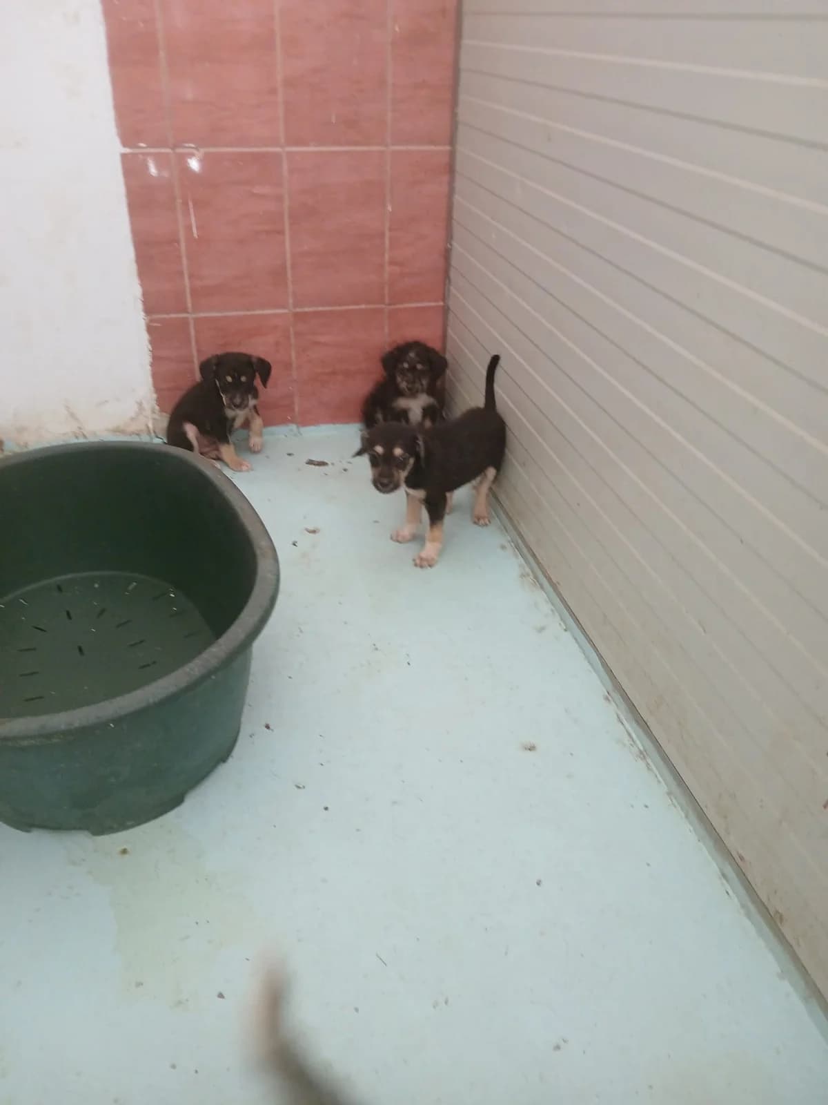 MASCUL , VÂRSTA 5 SĂPTĂMÂNI, Mixed Breed (Danyflor Timisoara)