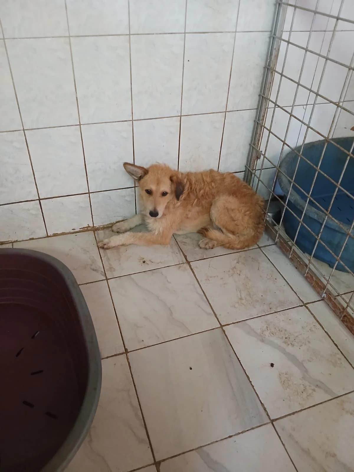 FEMELĂ, TALIE MEDIE , CREM, Mixed Breed (Danyflor Timisoara)