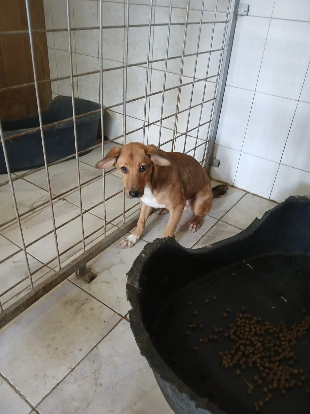 FEMELĂ, TALIE MEDIE, Mixed Breed (Danyflor Timisoara)