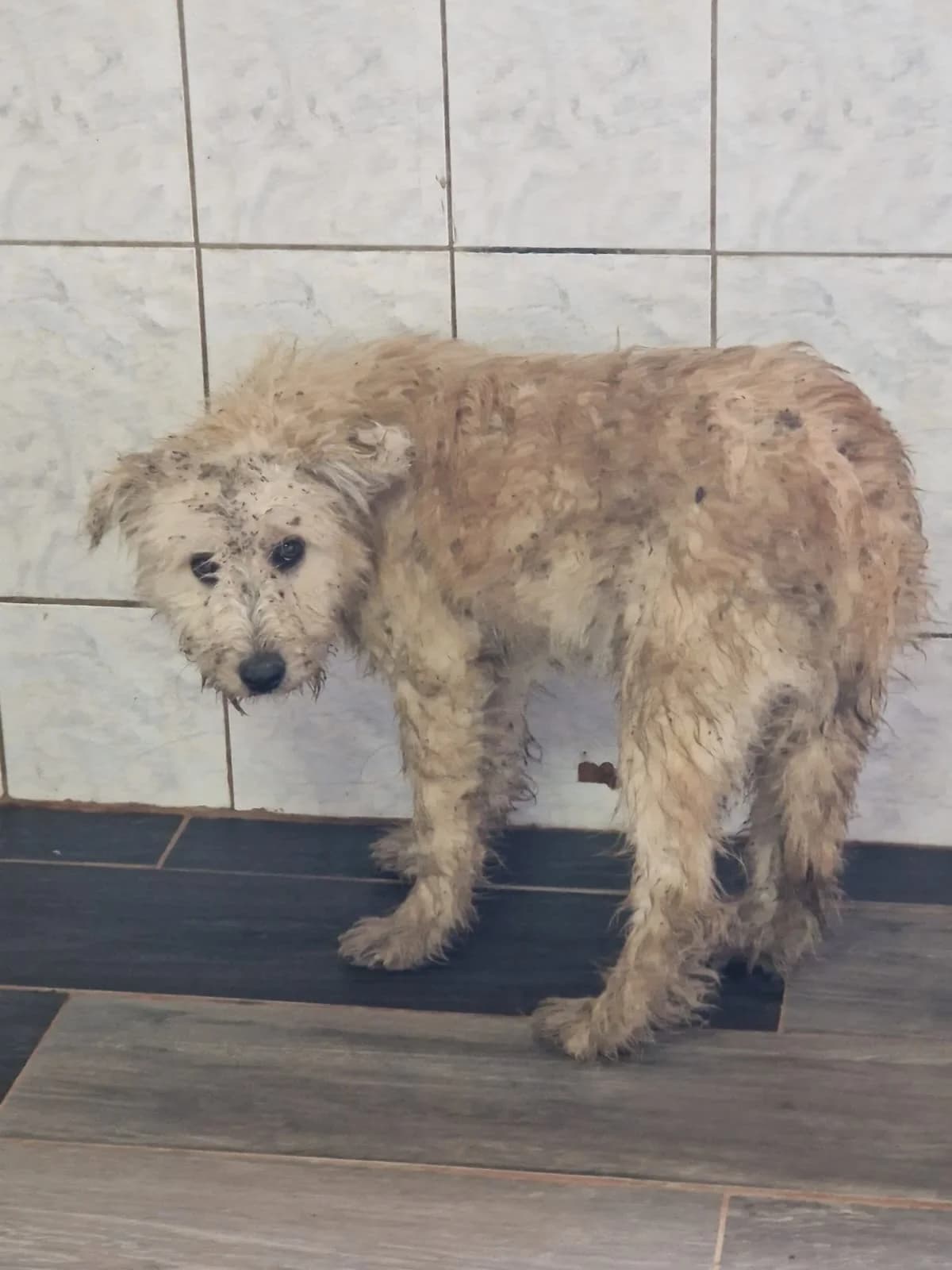 MASCUL, TALIE MEDIE, Mixed Breed (Danyflor Timisoara)