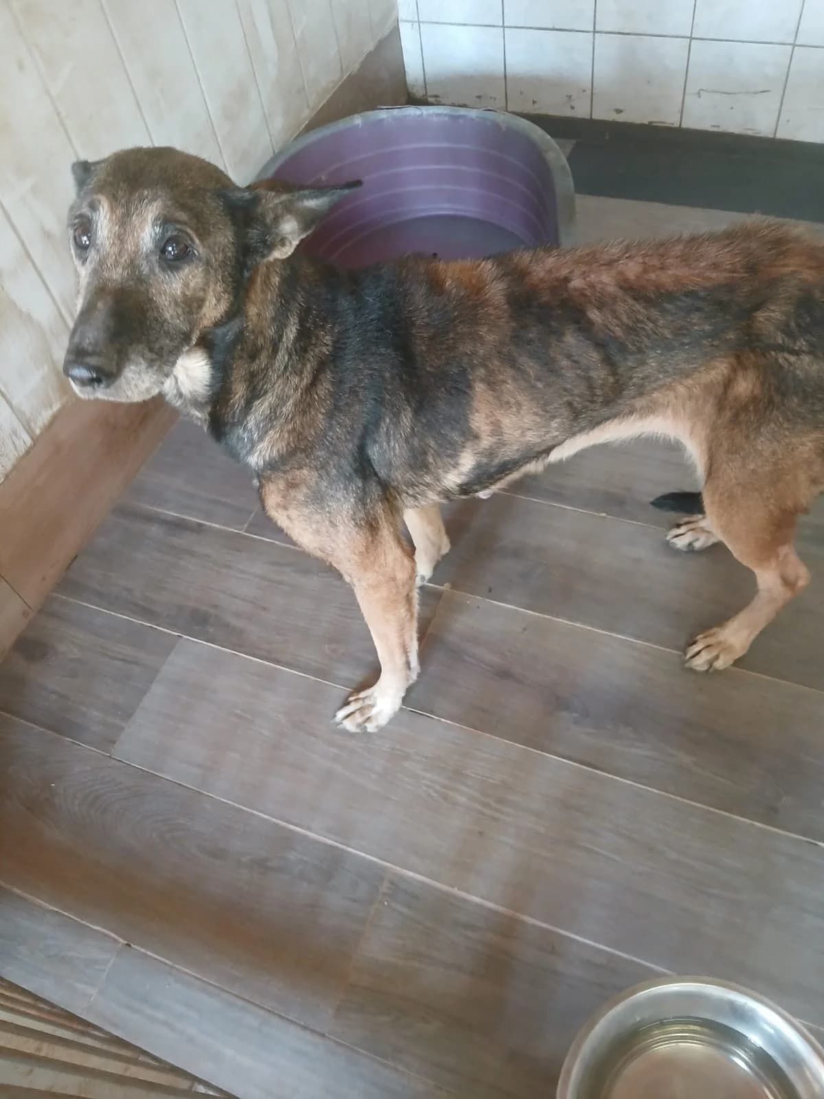 FEMELA, TALIE MARE, Mixed Breed (Danyflor Timisoara)