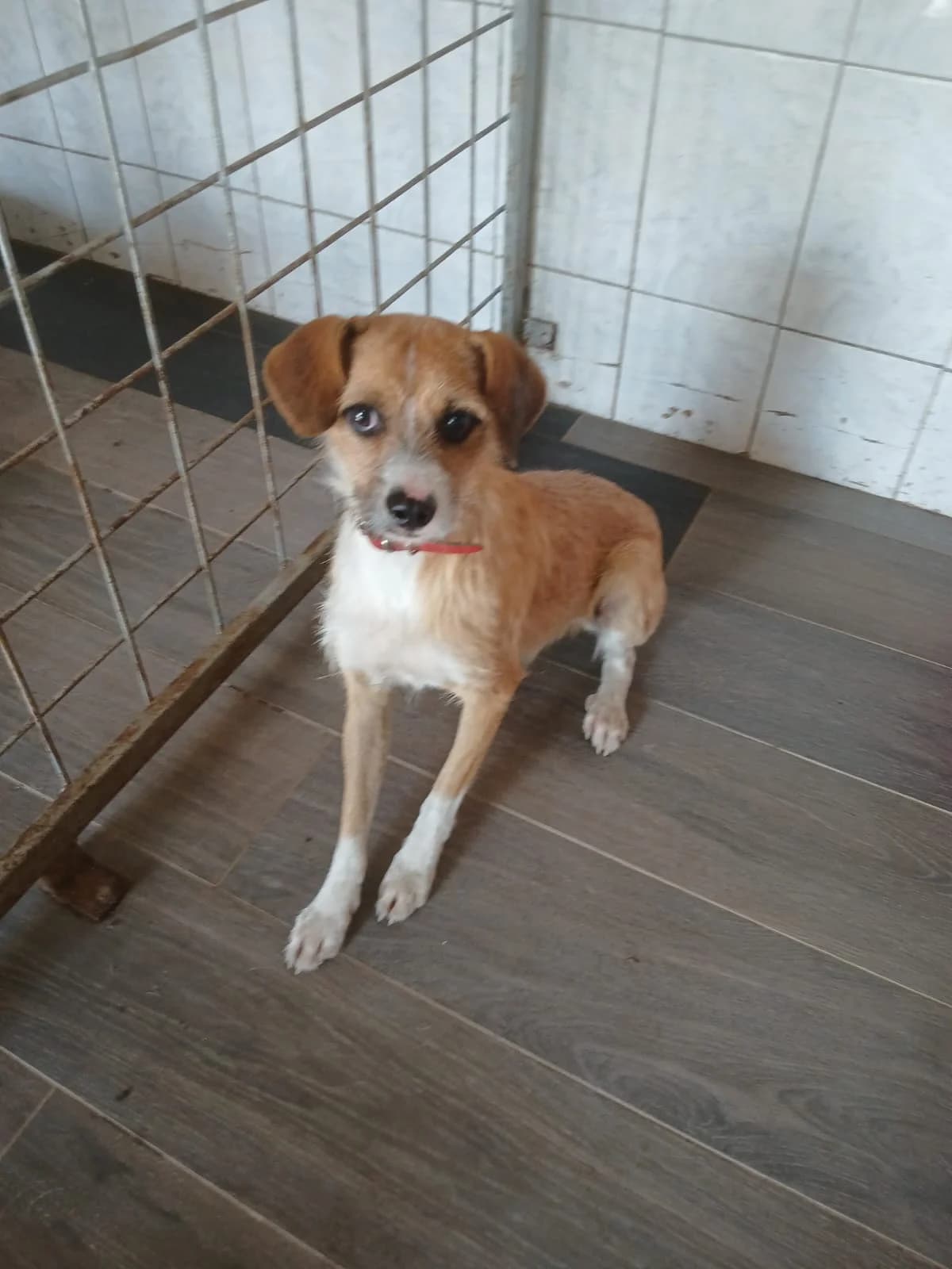 MASCUL, TALIE MICA, Mixed Breed (Danyflor Timisoara)