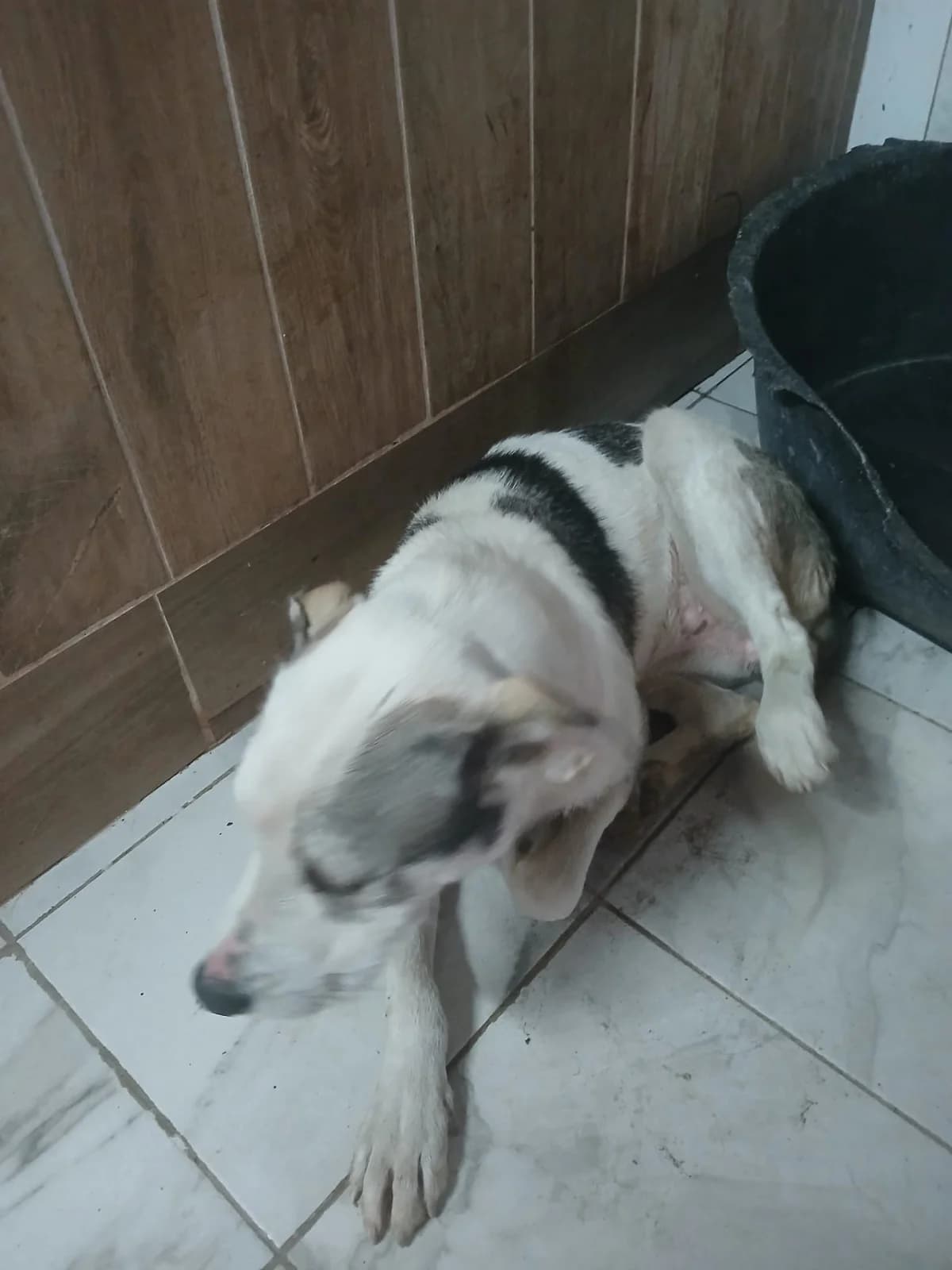 FEMELA, TALIE MEDIE, Mixed Breed (Danyflor Timisoara)