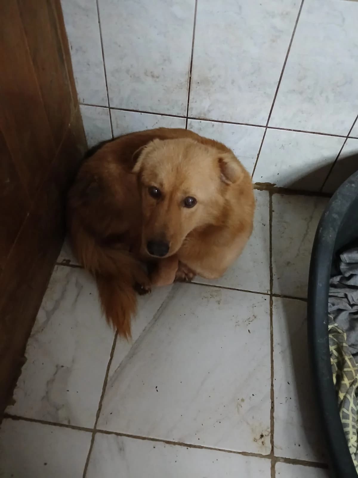 MASCUL , TALIE MEDIE, Mixed Breed (Danyflor Timisoara)