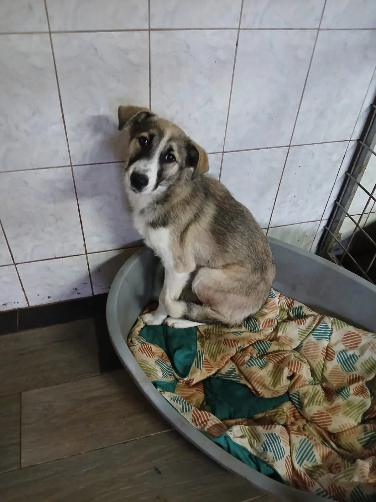FEMELA, TALIE MEDIE, Mixed Breed (Danyflor Timisoara)