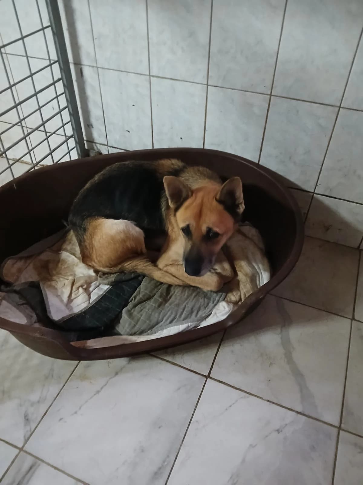 FEMELA, TALIE MARE, Mixed Breed (Danyflor Timisoara)