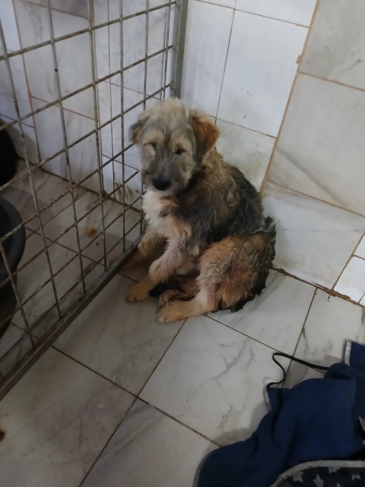 MASCUL, TALIE MEDIE, Mixed Breed (Danyflor Timisoara)