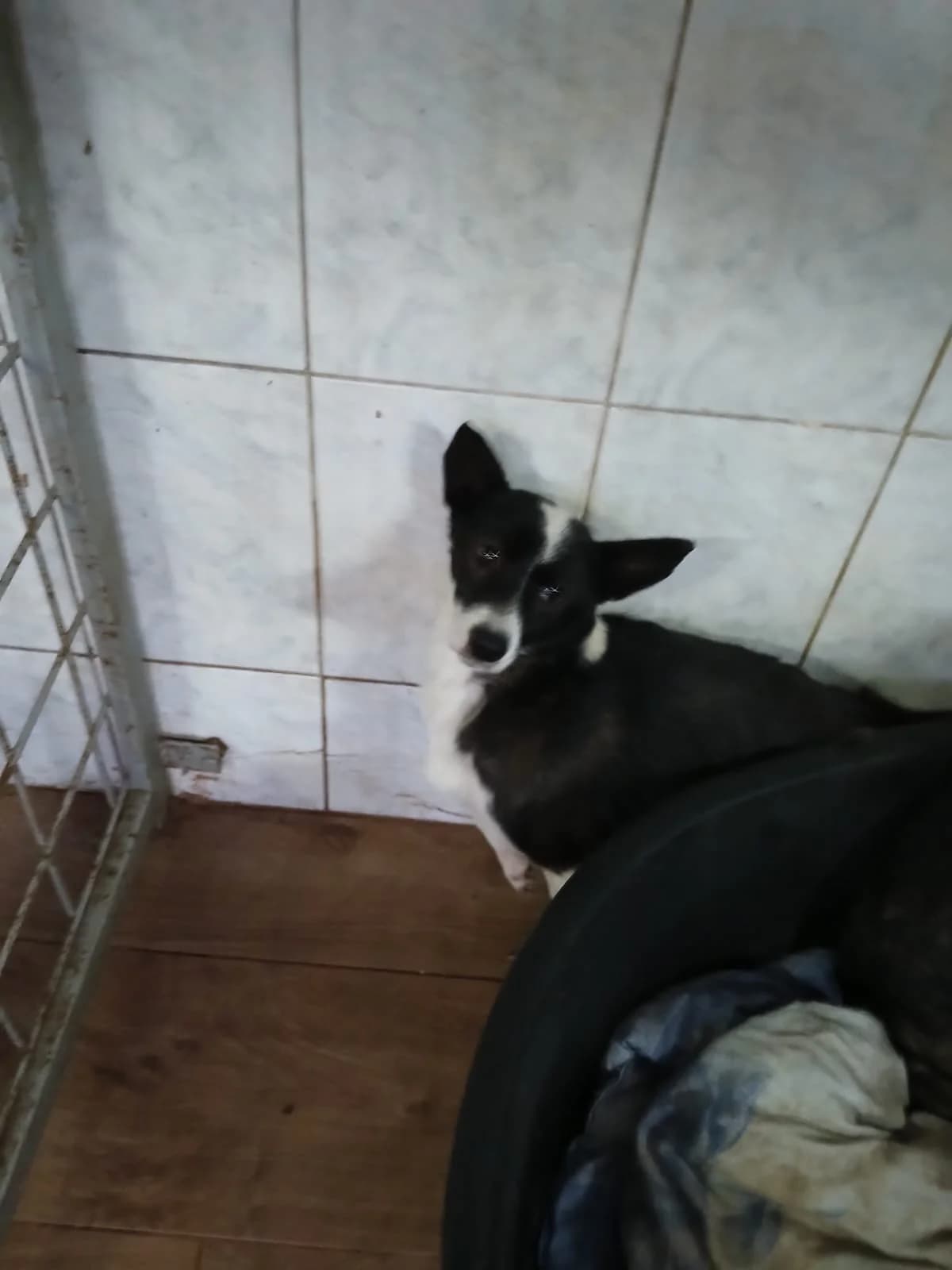FEMELA, TALIE MEDIE, Mixed Breed (Danyflor Timisoara)