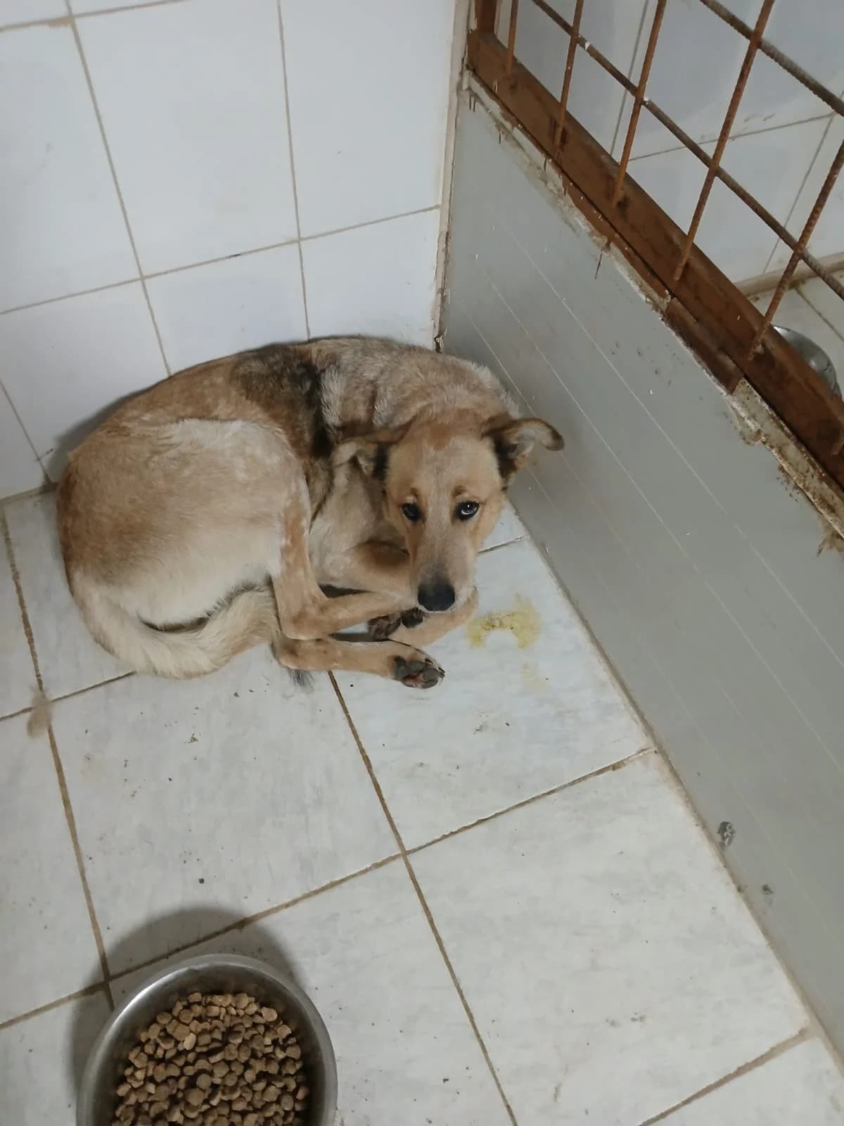FEMELA, TALIE MARE, Mixed Breed (Danyflor Timisoara)