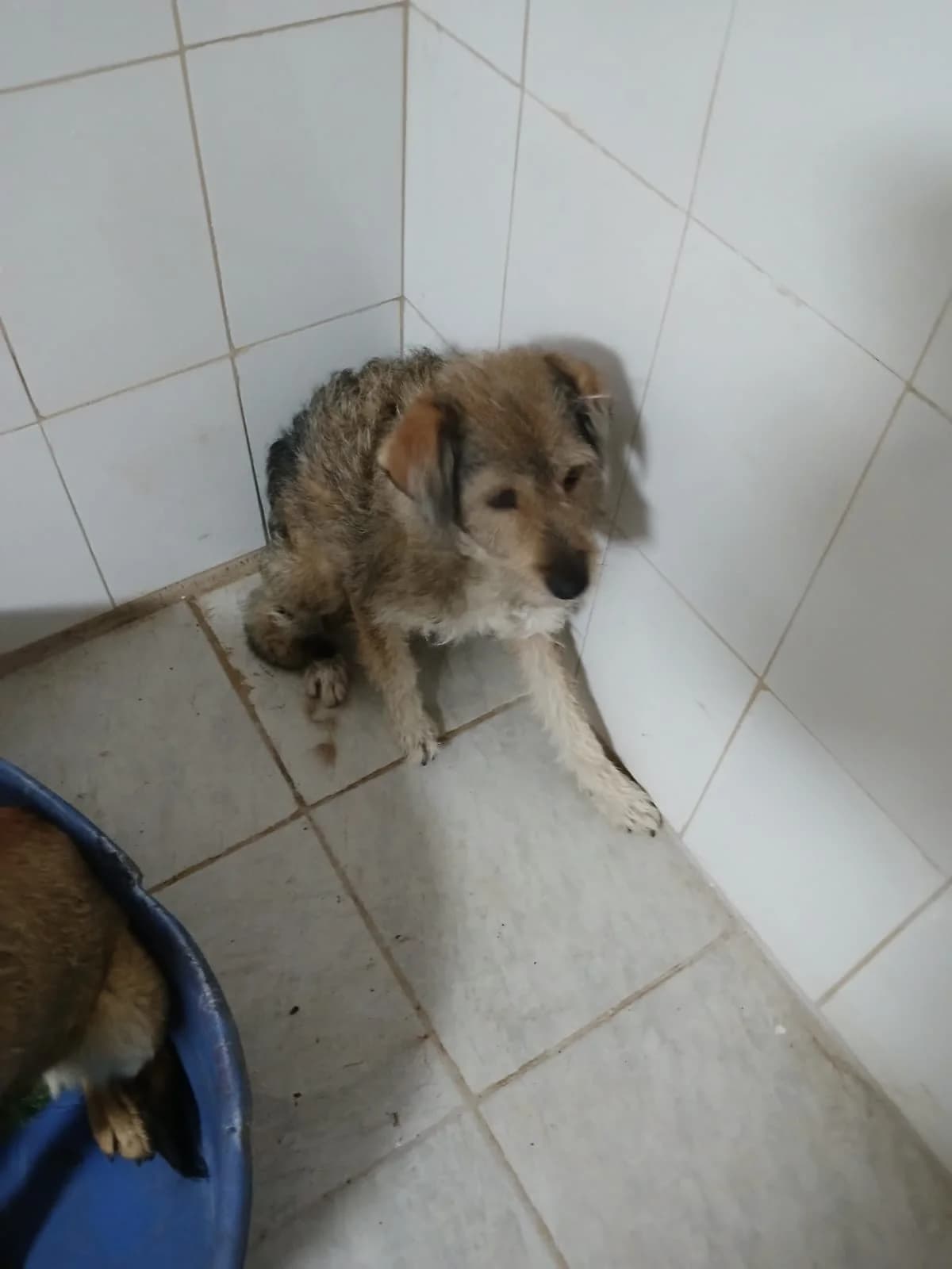 FEMELA, TALIE MEDIE, Mixed Breed (Danyflor Timisoara)
