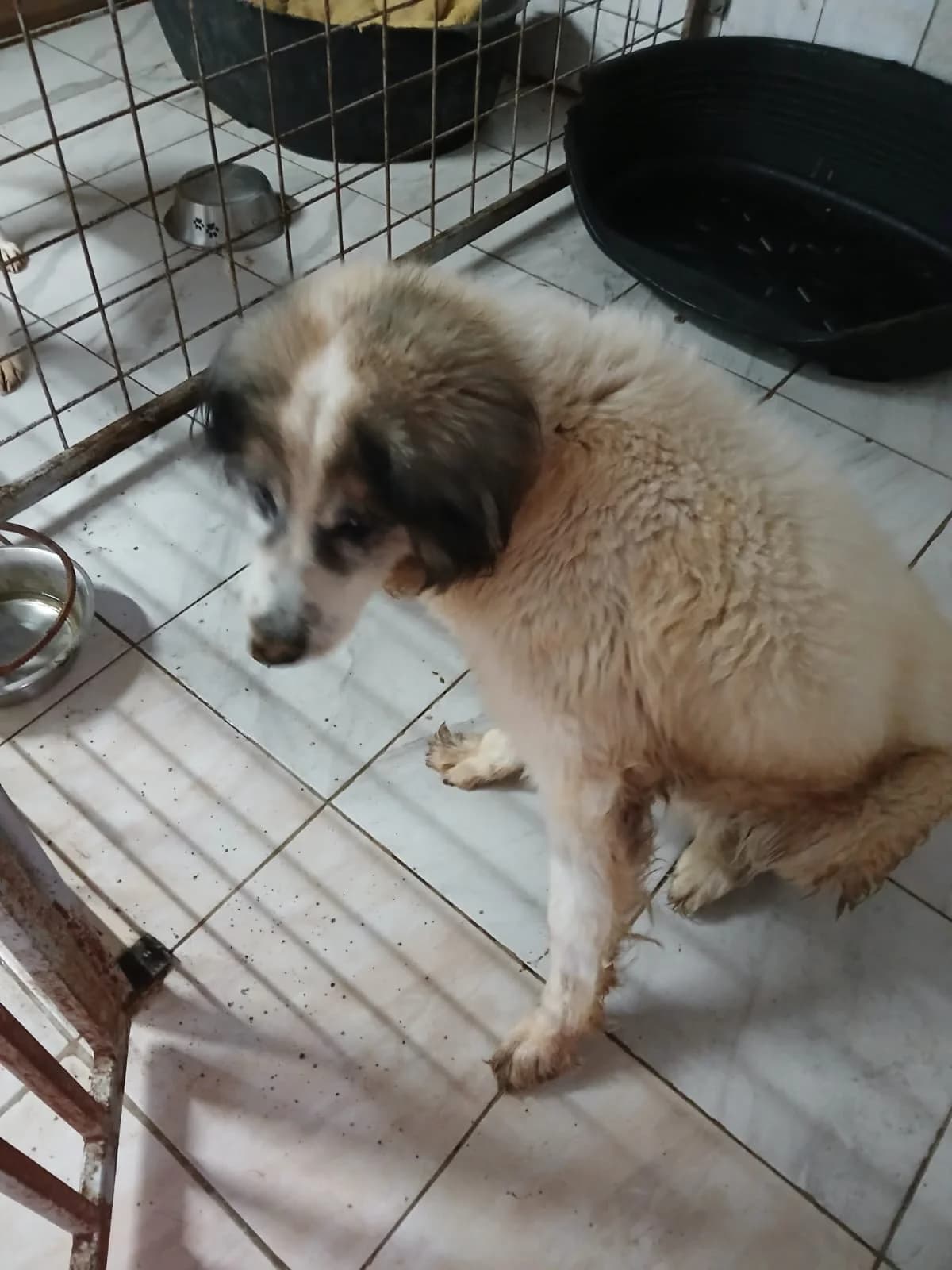MASCUL, TALIE MEDIE, Mixed Breed (Danyflor Timisoara)
